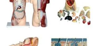 Anatomical Models