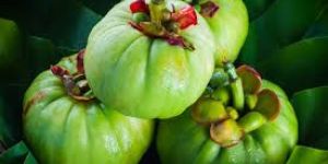 Garcinia Cambogia