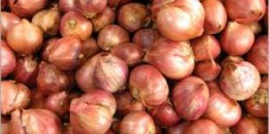 Small Onion