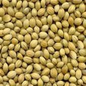 Coriander Seeds
