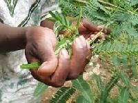 Herbal Plant Extracts