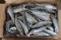 Frozen Sardines