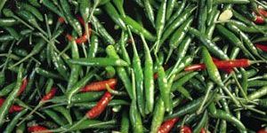 Red Chilli, Green Chilli