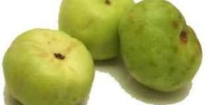 Tinda I Punjabi Tmda (Praecitrullus Fistulosus)