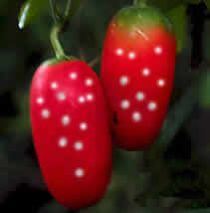 Tindora (Coccinia Grandis)