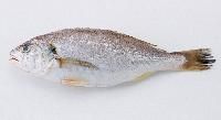 Croaker Fish