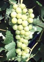 Cytokinin Plant Hormone