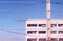Straight Barbed Wire- 02