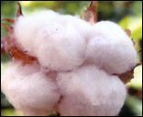 Cotton