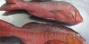Frozen Red Snapper Fish