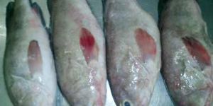 Frozen Reef Cod