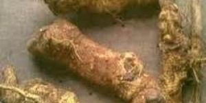 Salacia Reticulata Roots