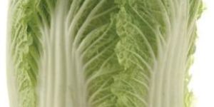 Chinese Cabbage
