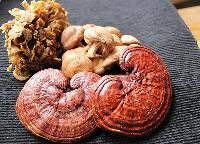 Medicinal Mushroom