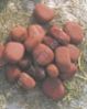 Red Pebbles