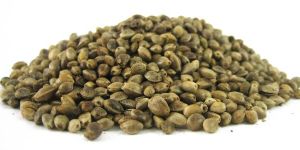 Hemp Seeds