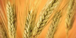 Wheat Seeds