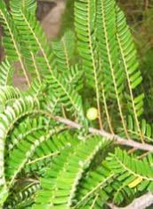 Phyllanthus Emblica