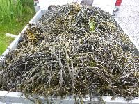 Seaweed Fertilizers