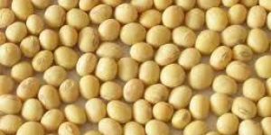 Organic Soybean Seeds