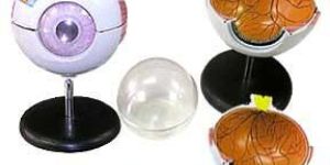 KK -054: Giant eye model