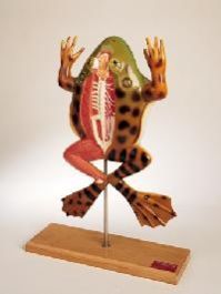 Zoology Botany Models