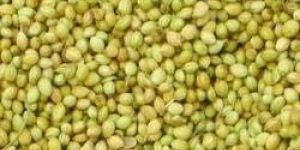 Coriander Seeds