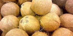 Fresh Coconut - Fully Husked