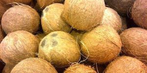 Fully Husked Coconut