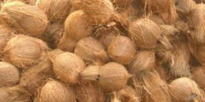 Semi Husked Coconut
