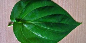 Betel Leaf