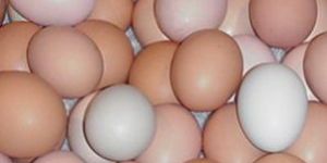Brown Eggs