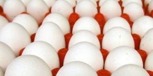 Turkey Hatching Eggs