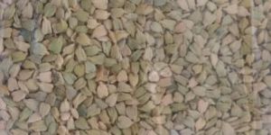 Senna Seed