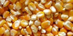 Maize