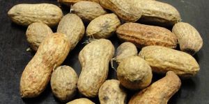 Groundnut