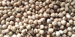 Chick Peas