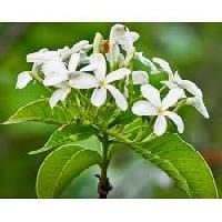 Holarrhena Antidysenterica