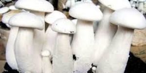 Milky White Mushroom