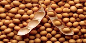Soybean Seeds