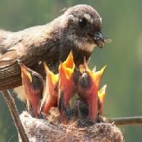 Bird Feed
