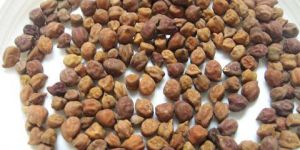 Black Chickpeas