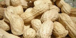 Shelled Groundnuts