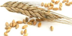 Wheat Seeds