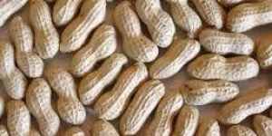 Shelled Groundnut