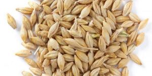 Barley Seeds