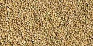 Guar Gum Seeds