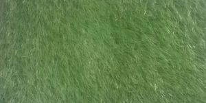 Artificial Grass