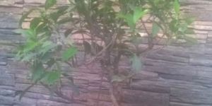 Ficus Plant