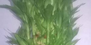 Lucky Bamboos Plants
